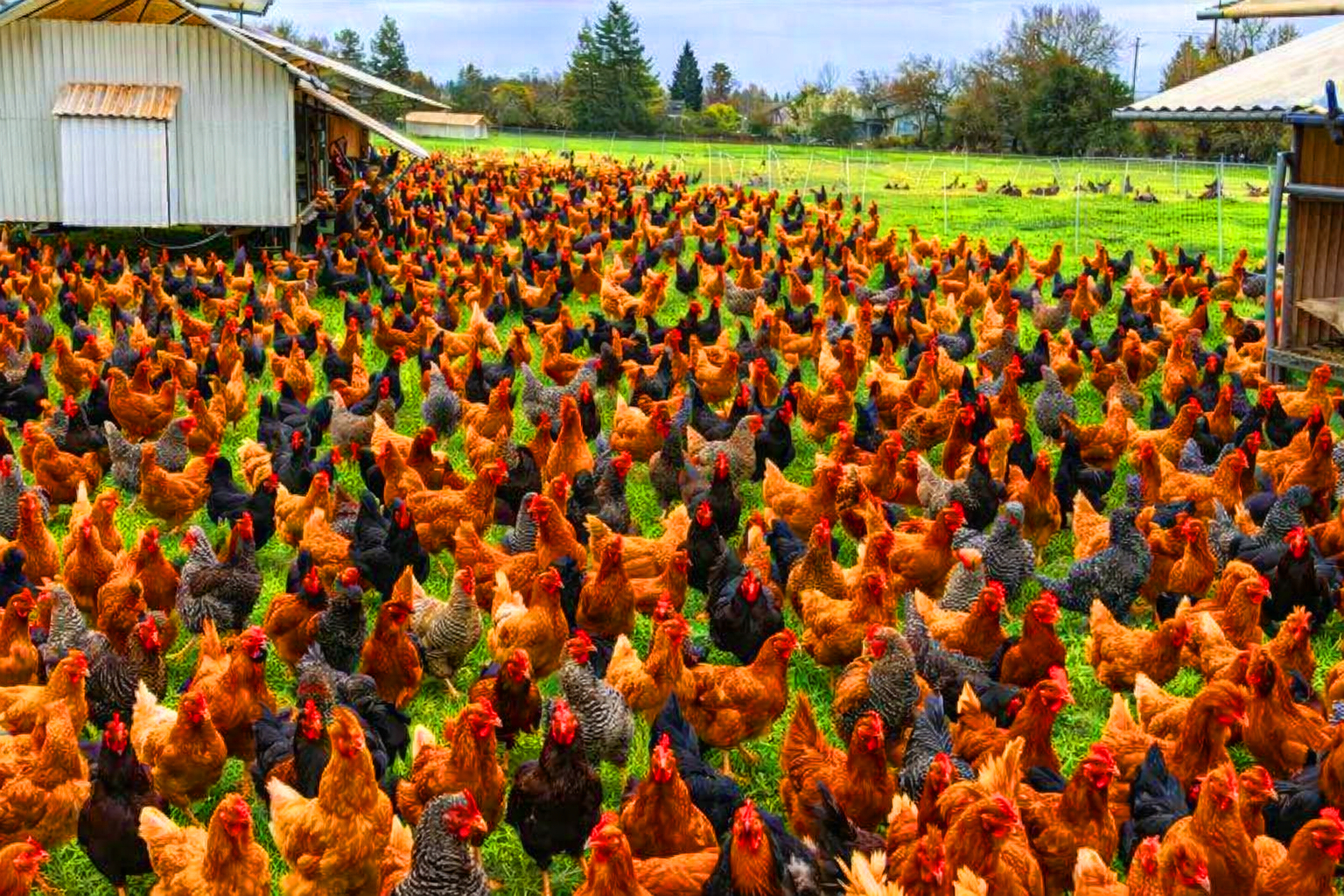 Poulet découpé