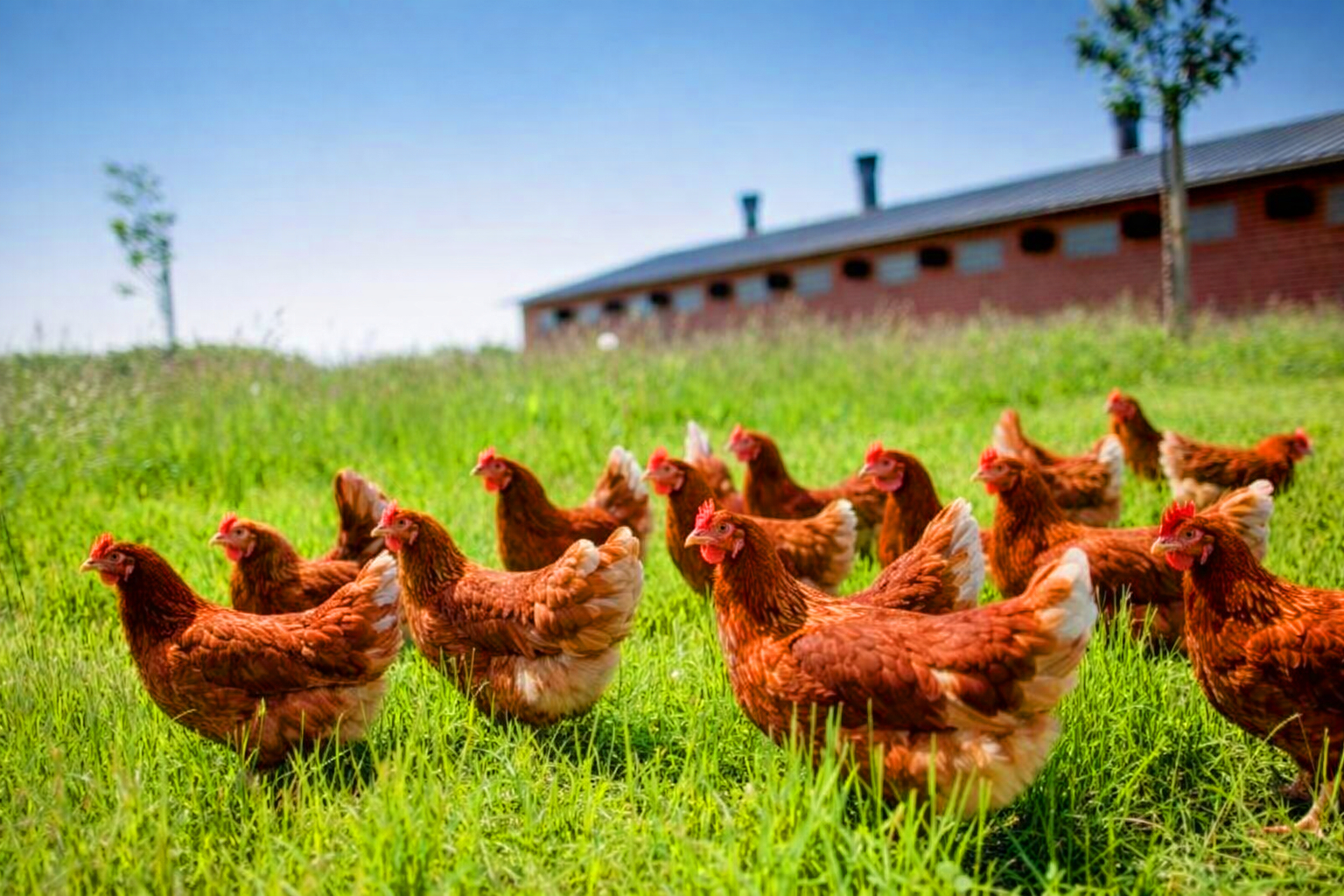 Guinary élevage 50000 poulets bio halal